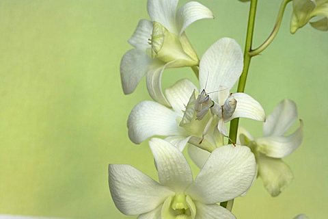 Orchid mantis, on orchid showing camouflage, hymenopus coronatus.