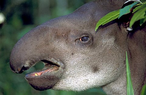 South america, ecuador, amazon jungle, sept 2002. close up of a mountain tapir's (tapirus pinchaque) head and long nose