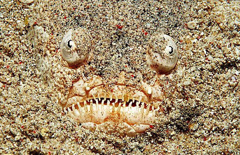 Marbled stargazer, Uranoscopus bicinctus, Indonesia, Indian Ocean, Komodo National Park