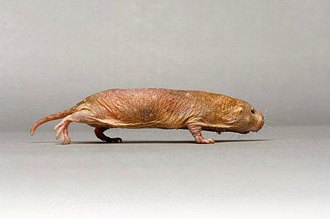 A naked mole rat at the Lincoln Childrens Zoo, Lincoln, Nebraska, United States of America