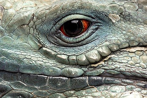 A portrait of a Grand Cayman blue iguana from the Sedgwick County Zoo, Wichita, Kansasof America
