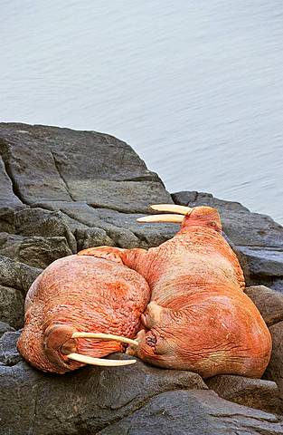 Pacific Walrus Odobenus rosmarus divergens  Round Island, Alaska, USA, North America   two male are resting on a rock