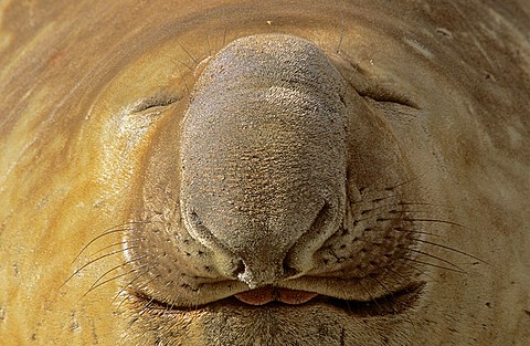 Southern Elephant Seal mirounga leonina portrait of bull during harem and mating season, Island of South Georgia, November 2003