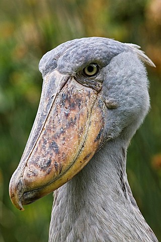Shoebill Balaeniceps rex portrait  Uganda, Entebbe, Uganda Wildlife Education Centre