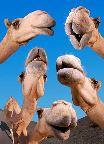 Arabian Camels
