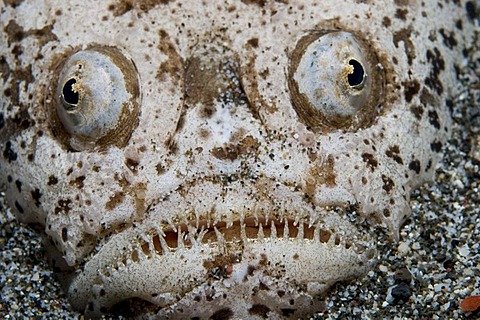 Reticulate Stargazer (Uranoscopus sp.), adult, close-up of head, buried in sand, Lembeh Island, Sulawesi, Indonesia, Southeast Asia