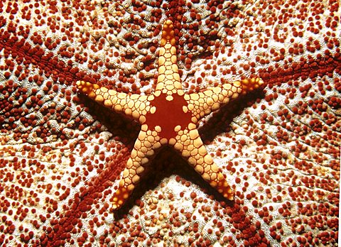 Orange Marble Starfish (Fromia monilis) camouflaged in coral, underwater photograph, Indian Ocean