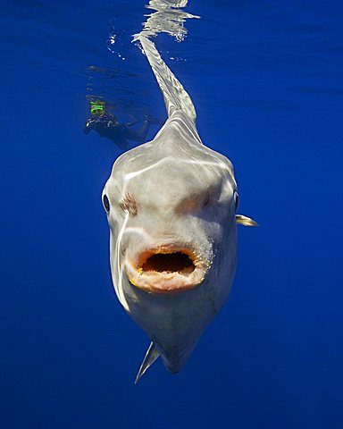 ocean sunfish, Mola mola, and snorkeler with underwater video camera, off San Diego, California, USA, East Paficic Ocean, Model Released MR-000088