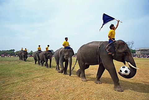 Line of elephants in a soccer team during the November Elephant Round-up Festival at Surin City, Thailand, Southeast Asia, Asia