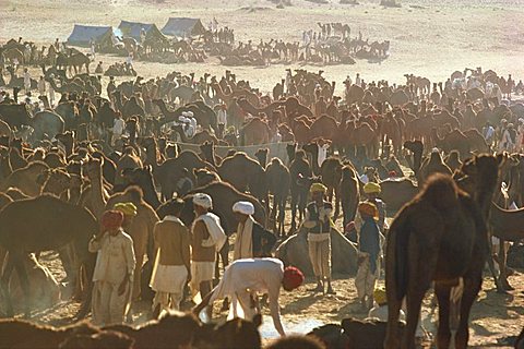 Camel Fair, Pushkar, Rajasthan state, India, Asia