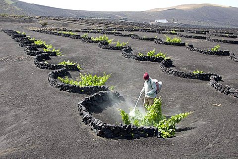 Vineyards of La Geria on volcanic ash of 1730s eruptions, Lanzarote, Canary Islands, Spain, Europe