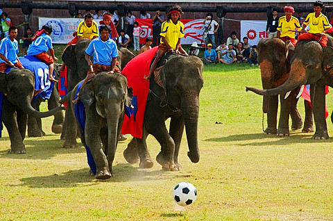 elephants playing football at the Surin Elephant Roundup in Thailand