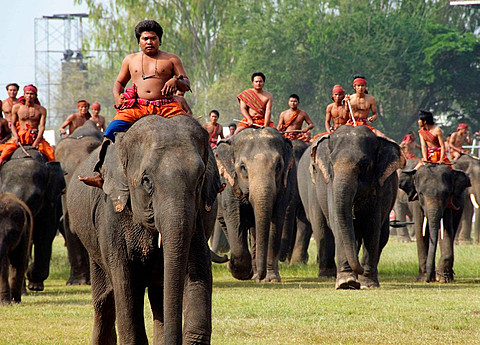 mahouts and their elephants at the Elephant Roundup in Surin Thailand