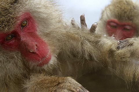 Snow monkey (macaca fuscata) bathes in a hot spring, Jigokudani National Park, Japan