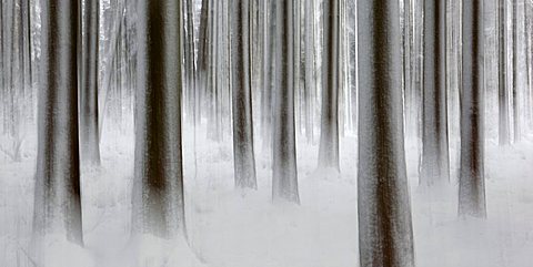 tree trunks in winter forest, Switzerland