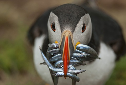 Puffin with sand eels in beak, Wales, United Kingdom, Europe