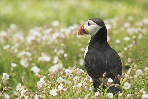 Puffin in sea campion, Wales, United Kingdom, Europe