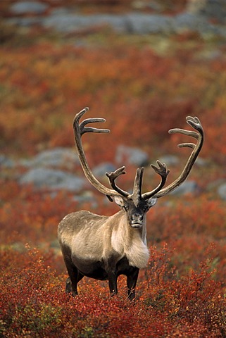 Barren-ground Caribou Bull (Rangifer tarandus groenlandicus) on Autumn Tundra, near Thelon Wildlife Sanctuary, Northwest Territories