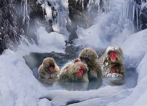 Japanese Macaqus in water / Macaca fuscata