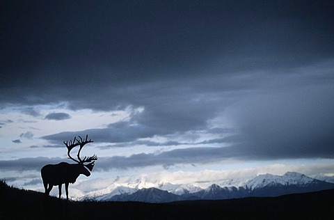 Barren Ground Caribou - bull / Rangifer tarandus arcticus