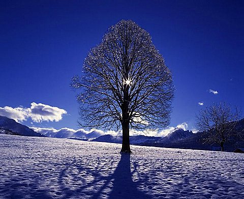 single tree, individual, empty, winter, lime_tree, Toggenburg, sun, snow, mood, scenery, landscape, mountains, canton. single tree, individual, empty, winter, lime_tree, Toggenburg, sun, snow, mood, scenery, landscape, mountains, canton