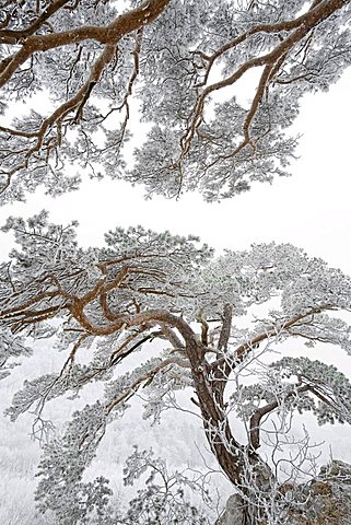 pine (Pinus) in Winter