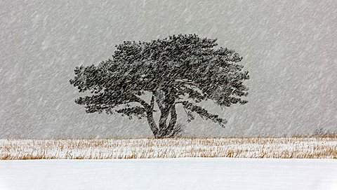 European Black Pine (Pinus nigra) in a snowstorm, Lower Austria, Austria, Europe