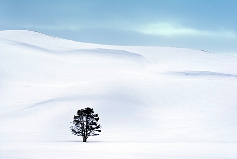 Lone tree in Hayden Valley, winter landscape, Yellowstone National Park, UNESCO World Heritage Site, Wyoming, United States of America, North America