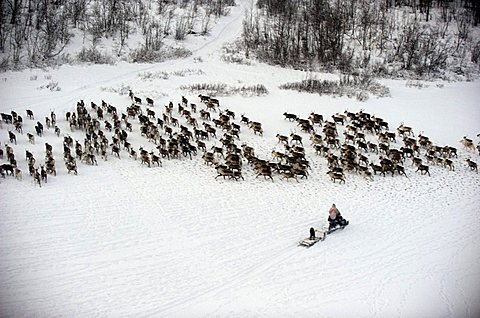 herding reindeer across the artic circle in Lapland
