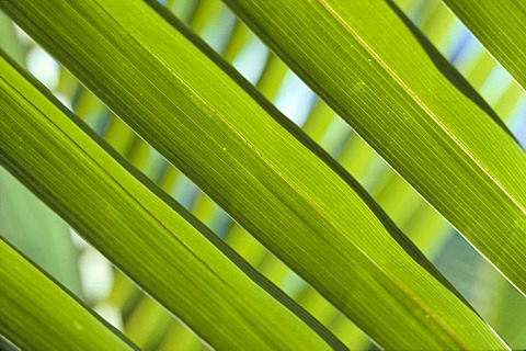 Close-up of palm frond leaves pattern, one soft focus in background C1687