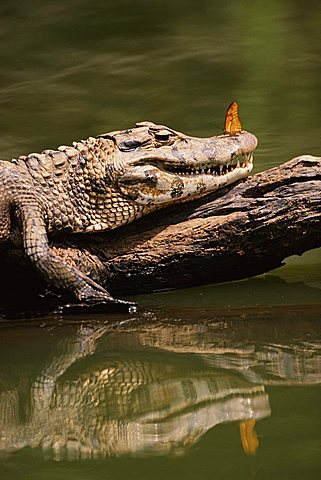 Black caiman {Caiman niger} basking with butterfly on nose  Manu NP, Peru, South America