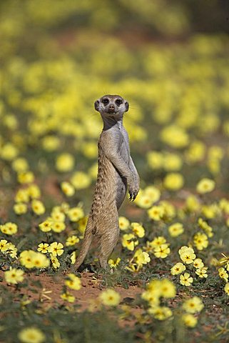 Meerkat (Suricata suricatta), Kgalagadi Transfrontier Park, South Africa, Africa