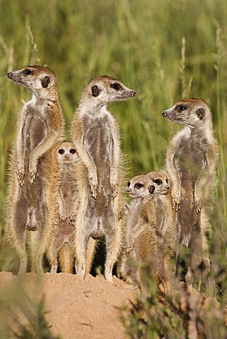 Meerkats (Suricata suricatta) with young, Kalahari Meerkat Project, Van Zylsrus, Northern Cape, South Africa, Africa