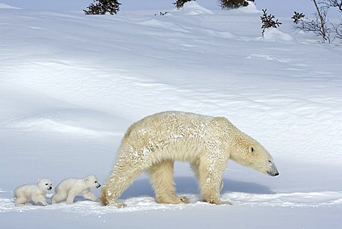 Polar bear (Ursus maritimus) mother with twin cubs, Wapusk National Park, Churchill, Hudson Bay, Manitoba, Canada, North America