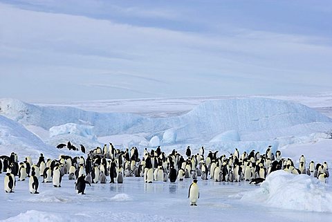 Emperor penguin colony (Aptenodytes forsteri), Snow Hill Island, Weddell Sea, Antarctica, Polar Regions