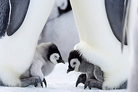 Emperor penguin chicks (Aptenodytes forsteri), Snow Hill Island, Weddell Sea, Antarctica, Polar Regions