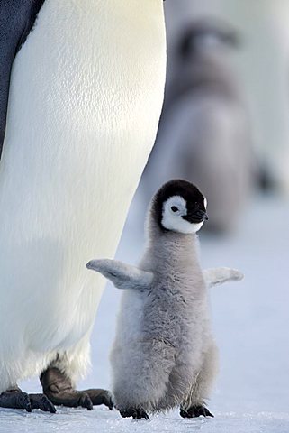 Emperor penguin chick (Aptenodytes forsteri), Snow Hill Island, Weddell Sea, Antarctica, Polar Regions