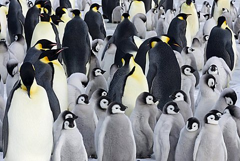 Emperor penguin (Aptenodytes forsteri), chicks in colony, Snow Hill Island, Weddell Sea, Antarctica, Polar Regions