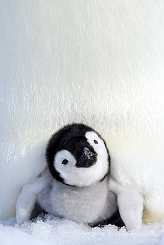 Emperor penguin (Aptenodytes forsteri), chick, Snow Hill Island, Weddell Sea, Antarctica, Polar Regions