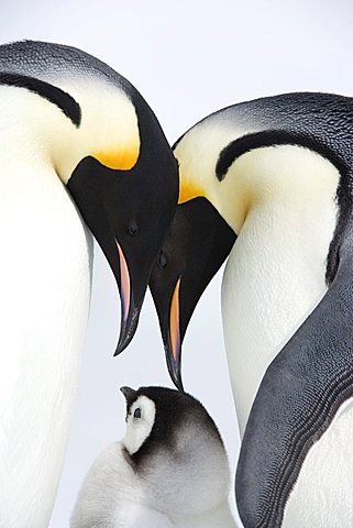 Emperor penguin (Aptenodytes forsteri), chick and adults, Snow Hill Island, Weddell Sea, Antarctica, Polar Regions