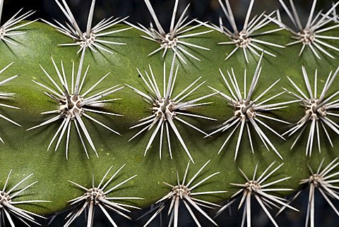 Close-up cactus spine pattern, USA, United States of America, Santa Barbara, California