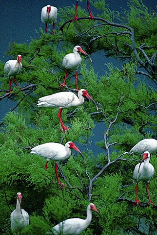 White Ibis at Galveston Bay near, Smith Point, Texas