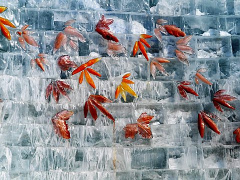 Ice brick shaped sculpture decorated with vibarant colored ice carved autumn leaves, Harbin International Snow and Ice Festival, Harbin, Heilongjiang Province, China