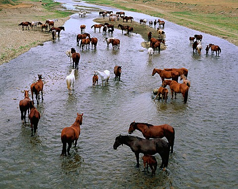 Horses bathing, Transylvania, Romania