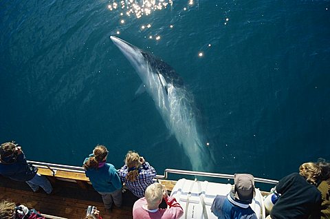 Minke whale (Balaenoptera acutorostrata) associating with North Sailing whale-watching boat Husavik, close to the arctic circle at the top of Iceland.