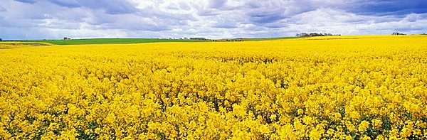 Fields of oil seed rape, near Seahouses, Northumberland, England, United Kingdom, Europe