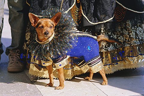 Small dog in carnival costume, Venice Carnival, Venice, Veneto, Italy