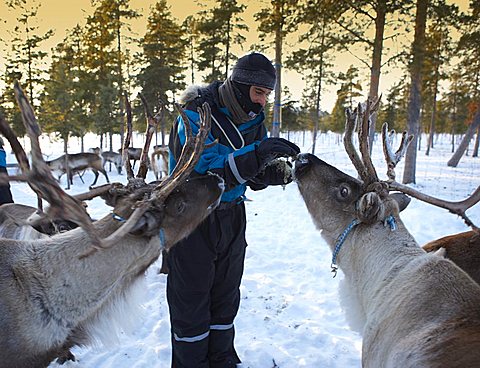 Sami feeding reindeers, Jukkasjarvi, Lapland, Sweden, Scandinavia, Europe