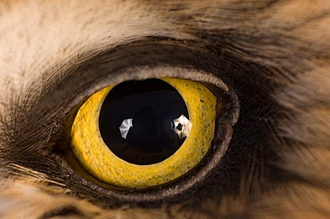 A Short-eared Owl (Asio flammeus) at a raptor recovery center, Raptor Recovery Center, Malcom, Nebraska, United States of America