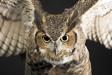 A portrait of a great horned owl (Bubo virginianus), Lincoln, Nebraska, United States of America